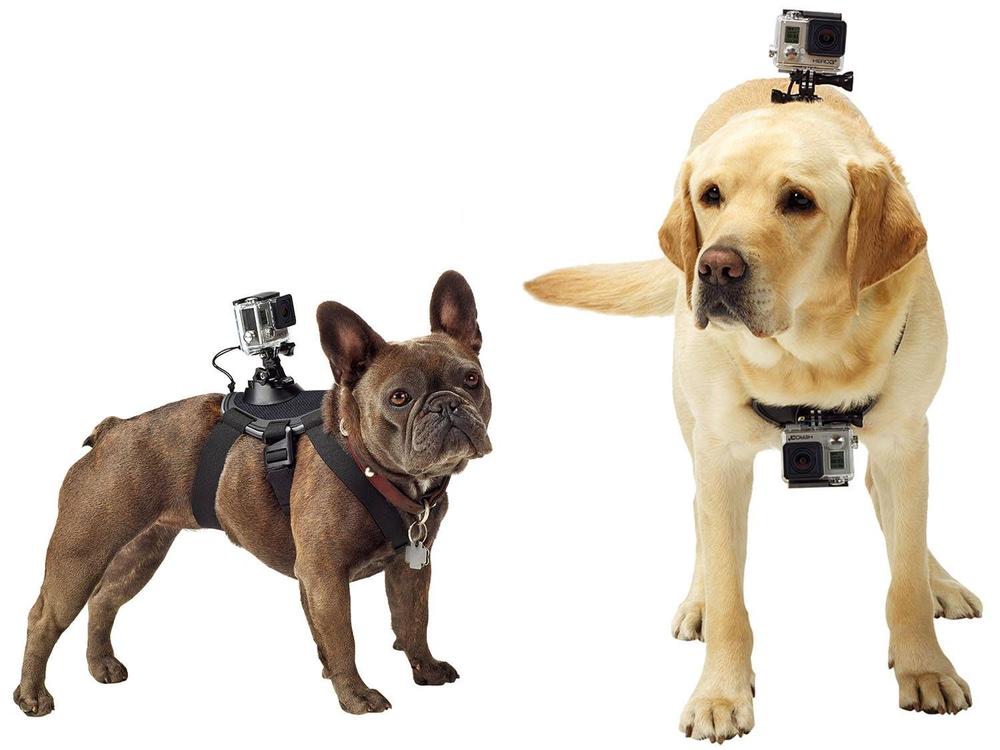 Cinturão Canino