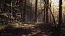 Jogo eletrônico Deep Silver Blair Witch para PlayStation 4 - foto 4