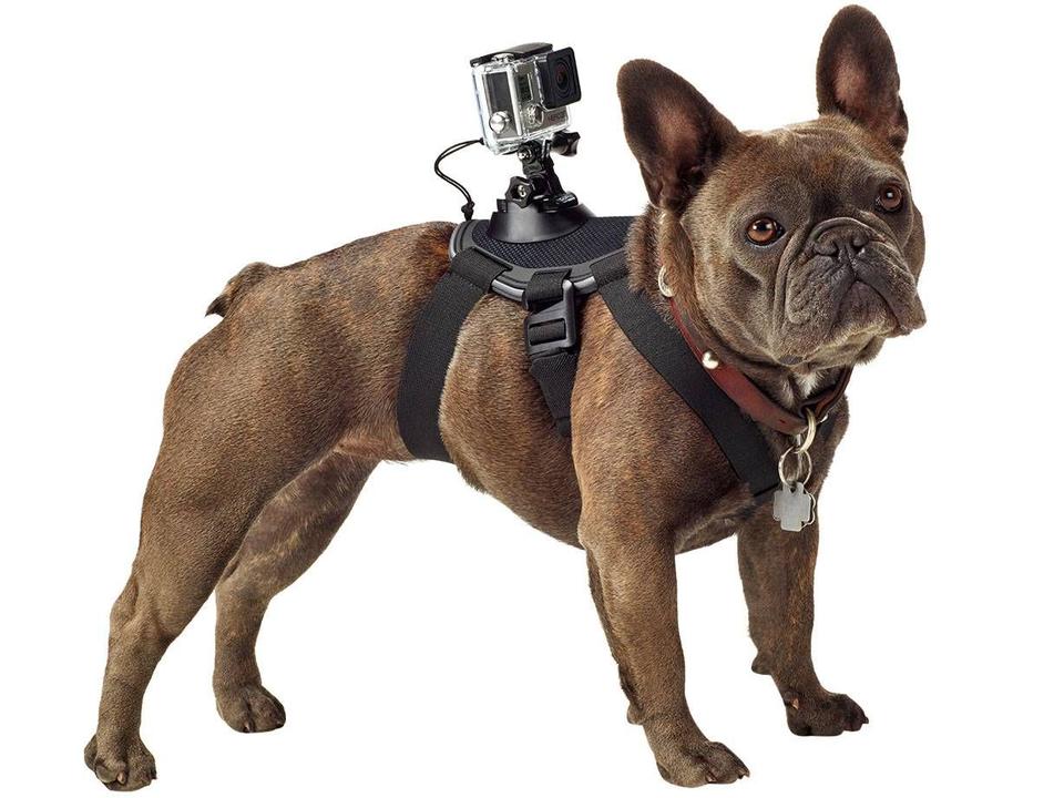 Cinturão Canino - 2