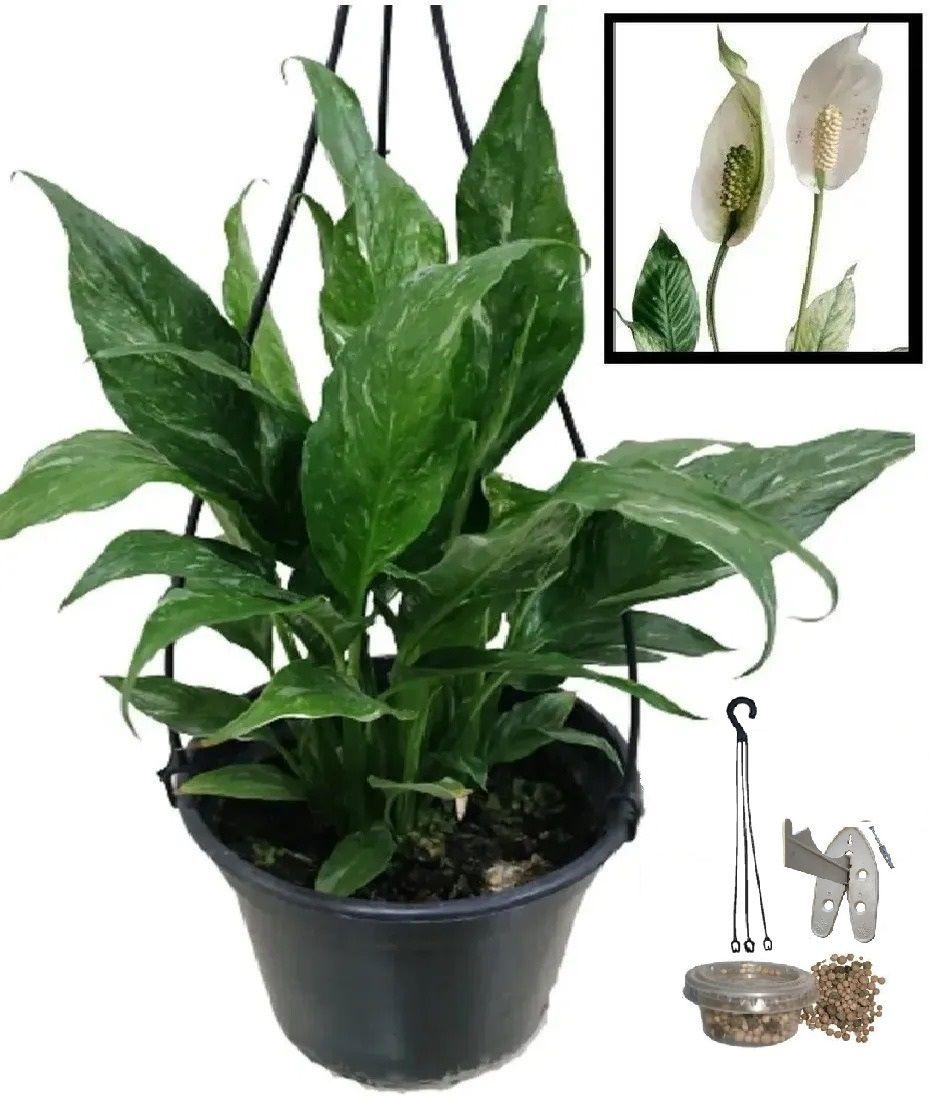 01 Cuia Spathiphyllum Wallisii Lírio Da Paz Variegata Rajado - Flora Evora  Paisagismo - Vasos para plantas - Magazine Luiza