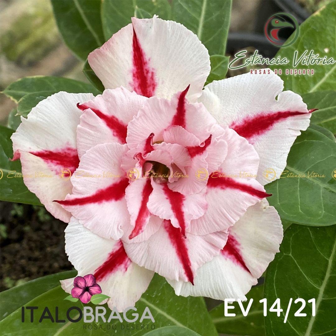 01 Rosa Do Deserto Enxertada Tripla Branca Listra EV-14 - ItaloBragaRD -  Planta e Flor Natural - Magazine Luiza
