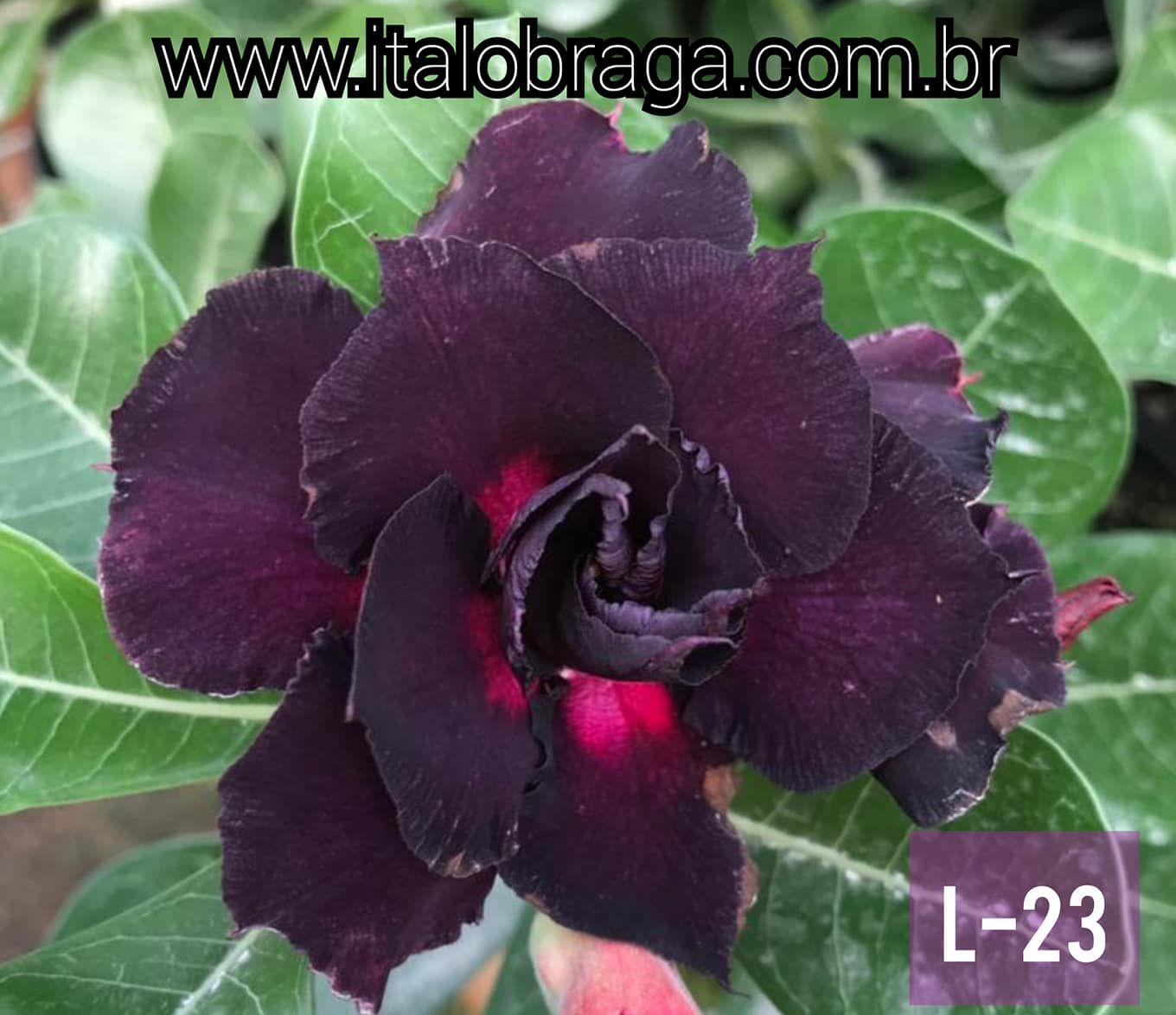 01 Rosa Do Deserto Enxerto Roxa Tripla L-23 - ItaloBragaRD - Planta e Flor  Natural - Magazine Luiza