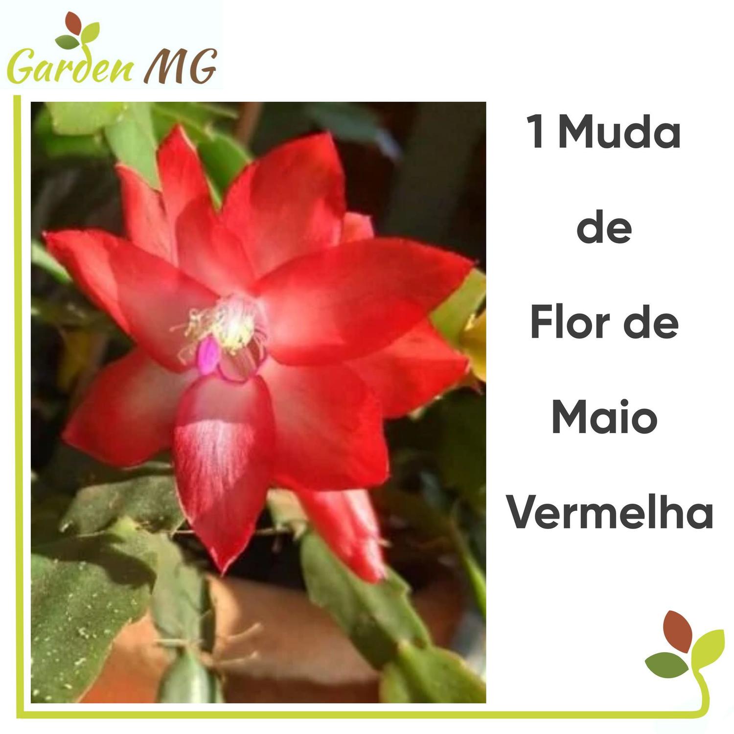 1 Linda Muda De Flor De Maio, Flor De Seda Vermelha Gardenmg - Flores  Artificiais - Magazine Luiza