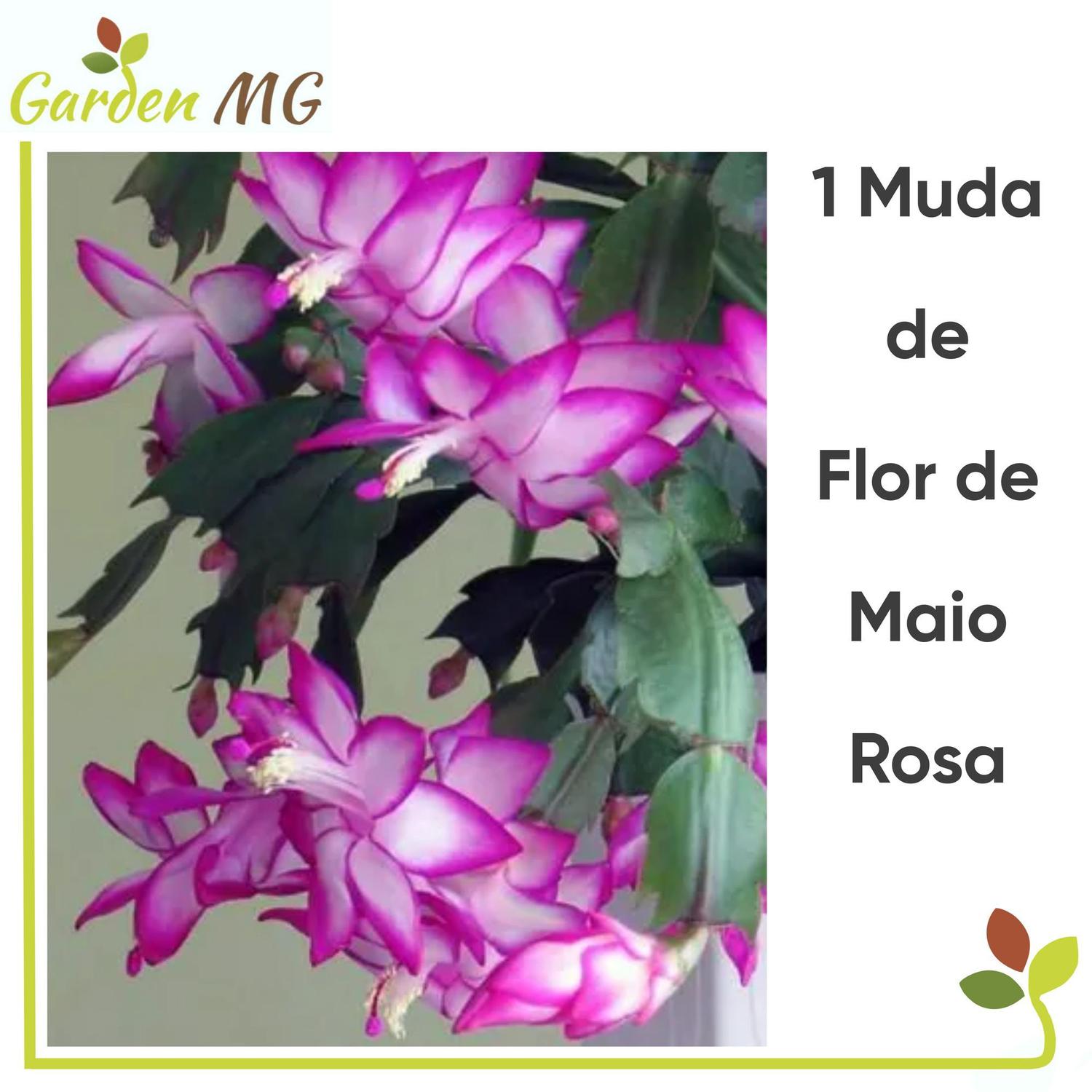 1 Muda De Flor De Maio ( Flor De Seda ) , Rosa , GardenMG - Flores  Artificiais - Magazine Luiza