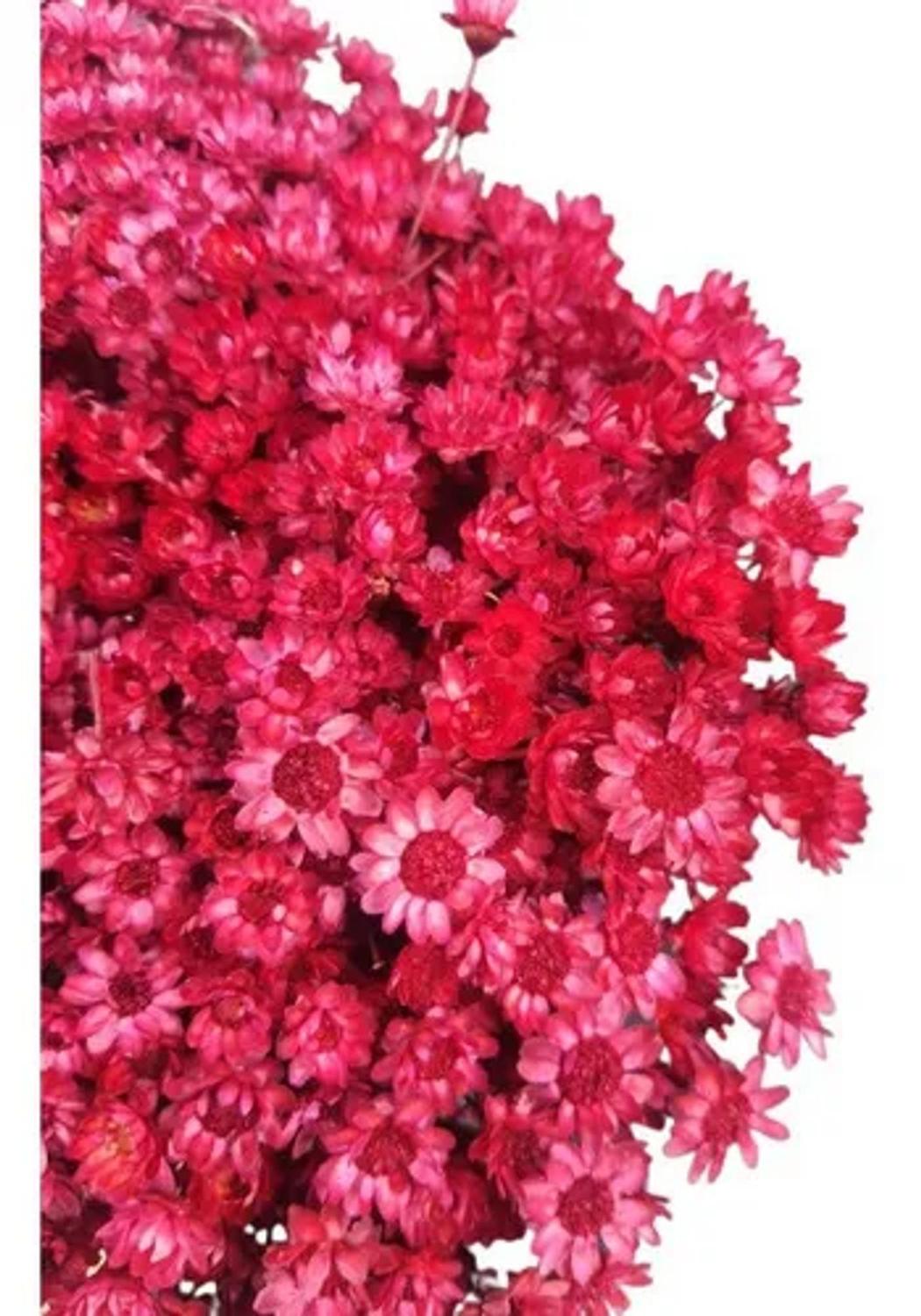 100g Sempre Vivas Marsala Natural Decoração Enfeite - Stop Flores - Flor e  Planta Artificial - Magazine Luiza