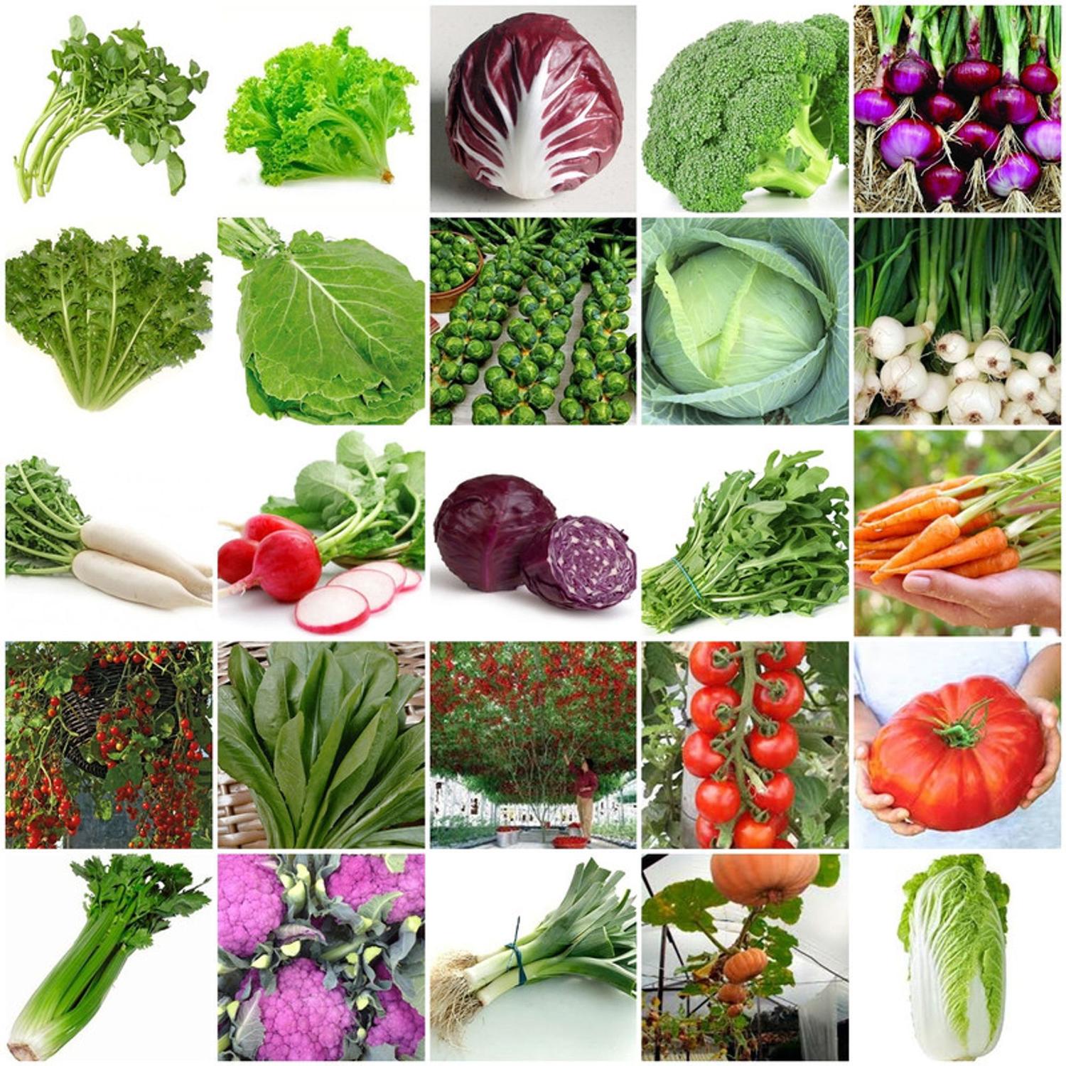 1200 sementes verduras e legumes 30 tipos separados + kit surpresa - Isla  Sementes - Sementes - Magazine Luiza