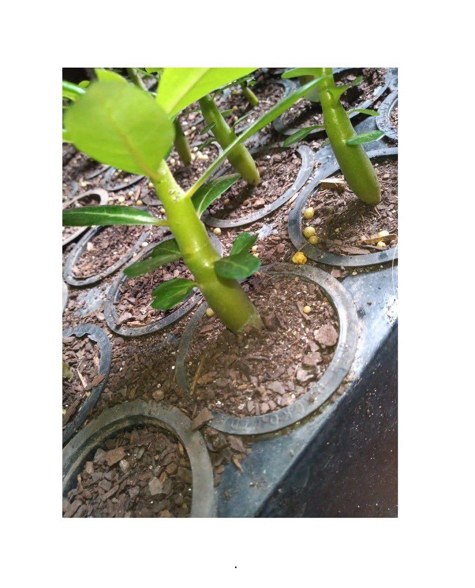 Descobrir 60+ imagem adubo para rosa do deserto osmocote br