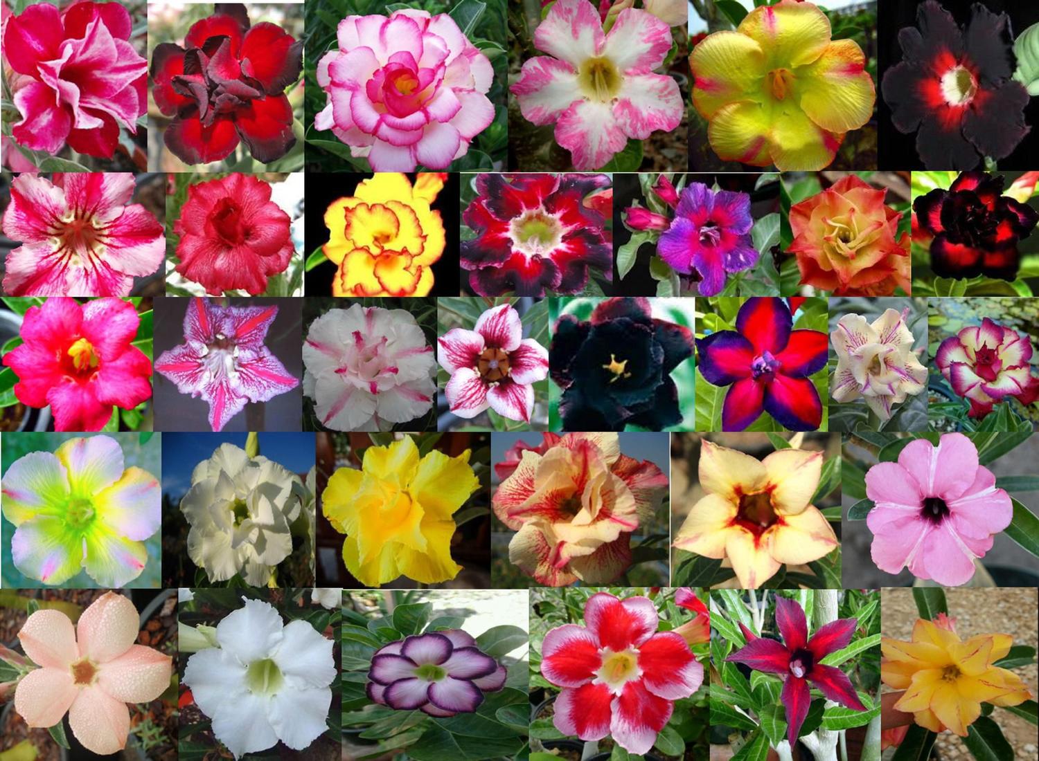 5 Sementes de Rosas do Deserto Triplas, Duplas e Simples Sortidas (Adenium  obesum) - Jardinar - Sementes - Magazine Luiza