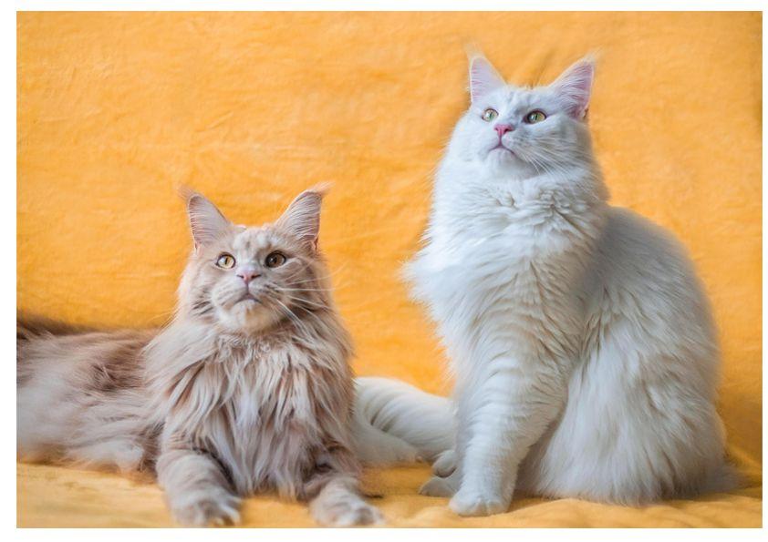 4 Quebra-Cabeça Gatos Cognitivo Reabilitação para Idosos