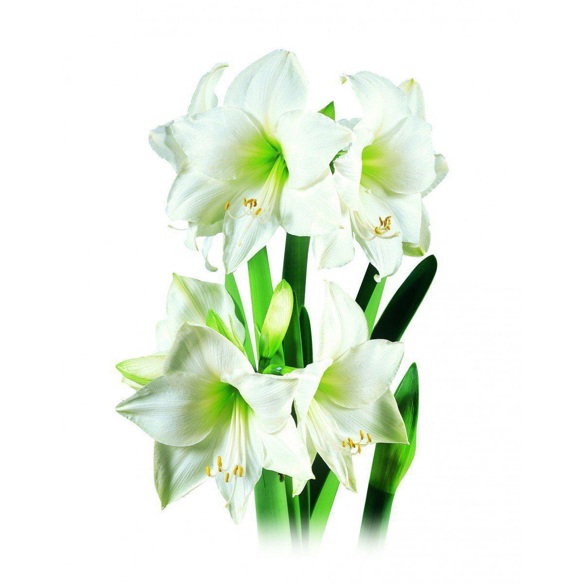 Amaryllis Intokazie (branca) - cartela com 1 bulbo - Boersen - Plantas  Naturais - Magazine Luiza