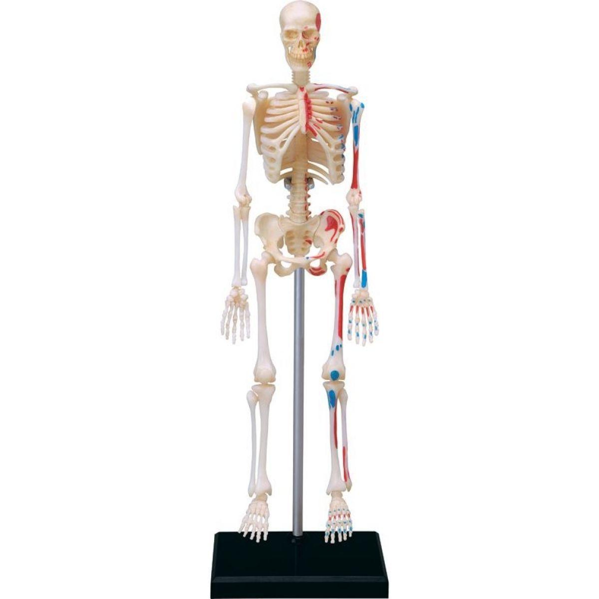 Anatomia do Esqueleto Humano - 4d master - Modelos Anatômicos