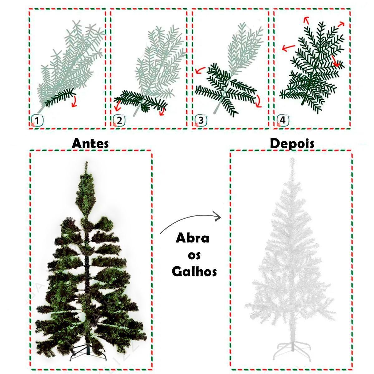 Arvore Gimnospermas Gimnospermas E Angiospermas Uma Hist ria De