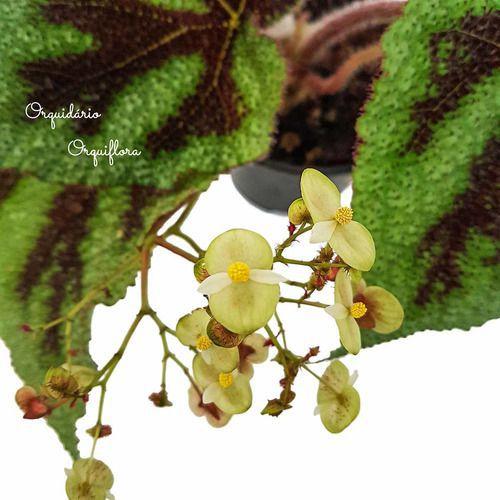 Begonia Masoniana Cruz De Ferro Planta Adulta Natural - Orquiflora -  Objetos de Decoração - Magazine Luiza
