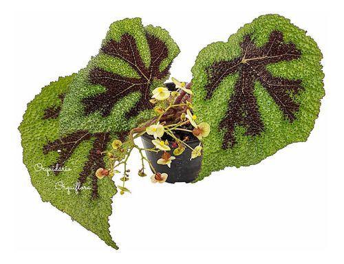 Begonia Masoniana Cruz De Ferro Planta Adulta Natural - Orquiflora -  Objetos de Decoração - Magazine Luiza
