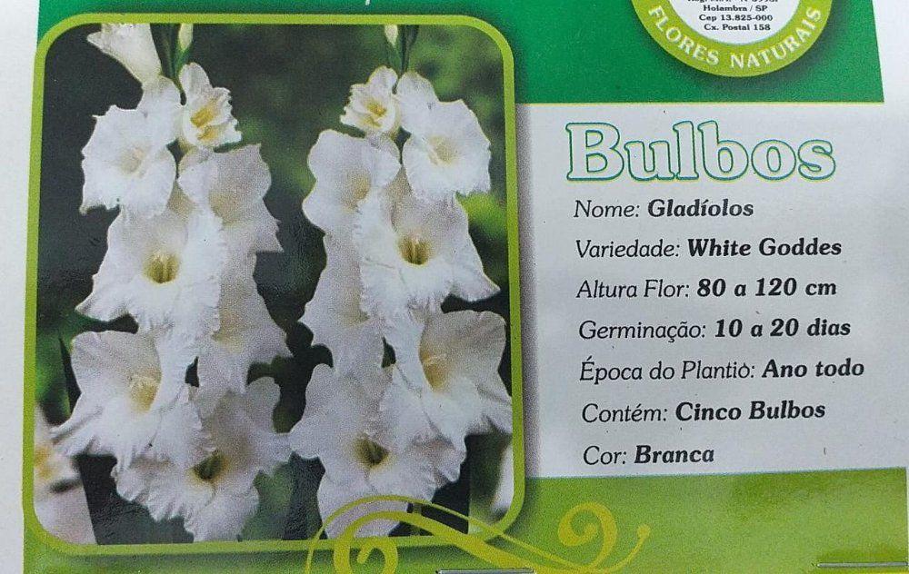 Bulbos De Flores Gladíolo Branco White Goddes - 05 Unidades - Holambra -  Flor e Planta Artificial - Magazine Luiza