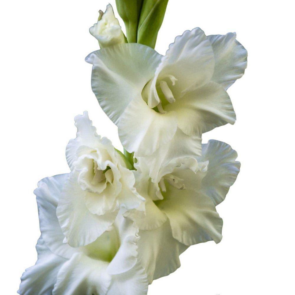 Bulbos De Flores Gladíolo Branco White Goddes - 05 Unidades - Holambra -  Flor e Planta Artificial - Magazine Luiza