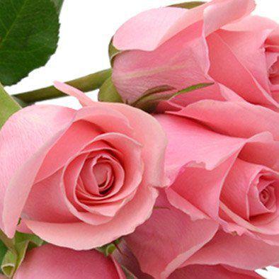 Buquê de 6 Rosas Cor de Rosa - Giuliana Flores - Flores, Folhas e Galhos de  Natal - Magazine Luiza