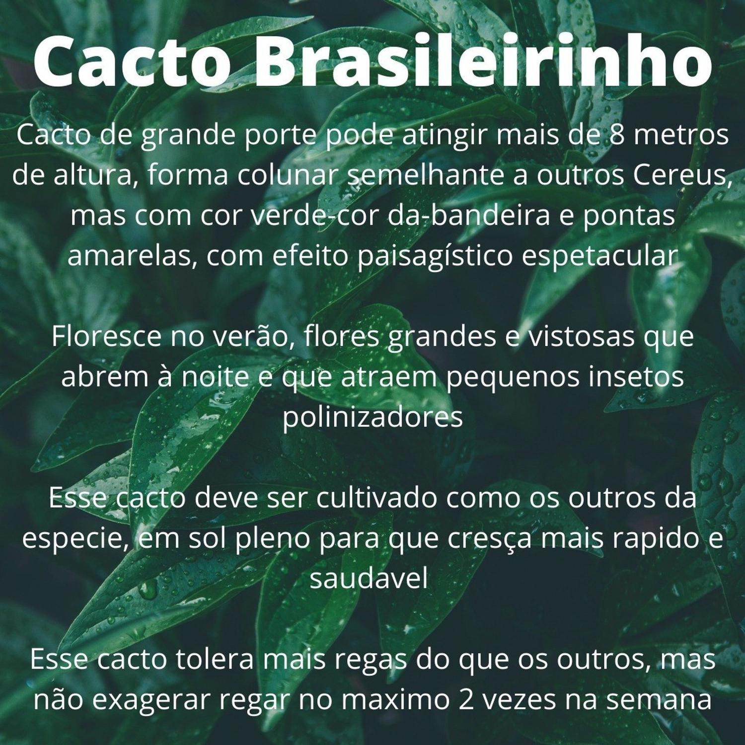 Cacto Brasileirinho Enraizado Para Colecionador Bem Embalado - O Mundo  Verde - Catnip / Erva de Gato - Magazine Luiza
