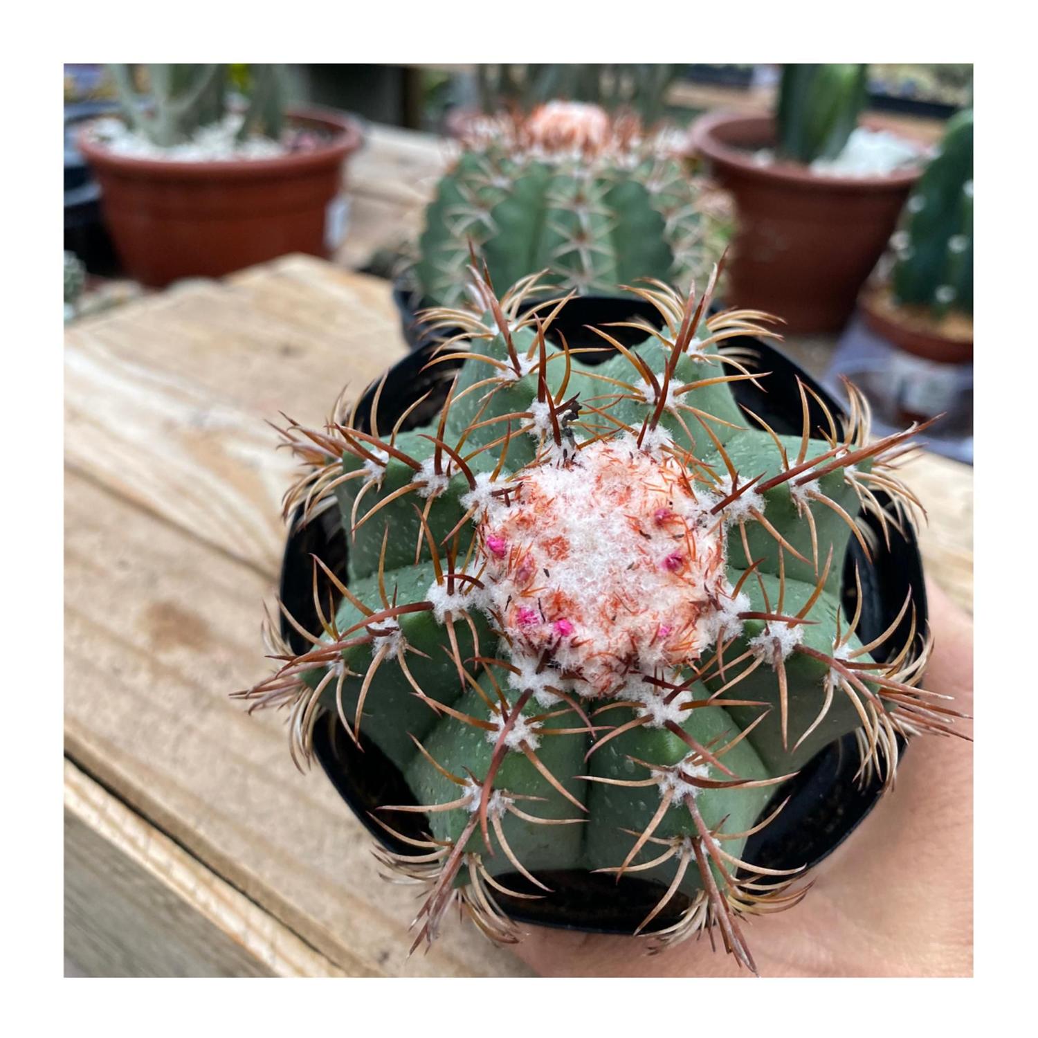 Cacto Coroa De Frade Com Coroa Linda Plantada No Vaso - Ta na Mão - Vasos  para plantas - Magazine Luiza