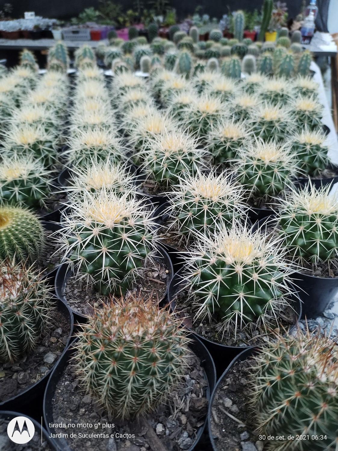 Cacto Poltrona De Sogra - Echinocactus Grusonii - Jardim de suculentas -  Poltronas - Magazine Luiza