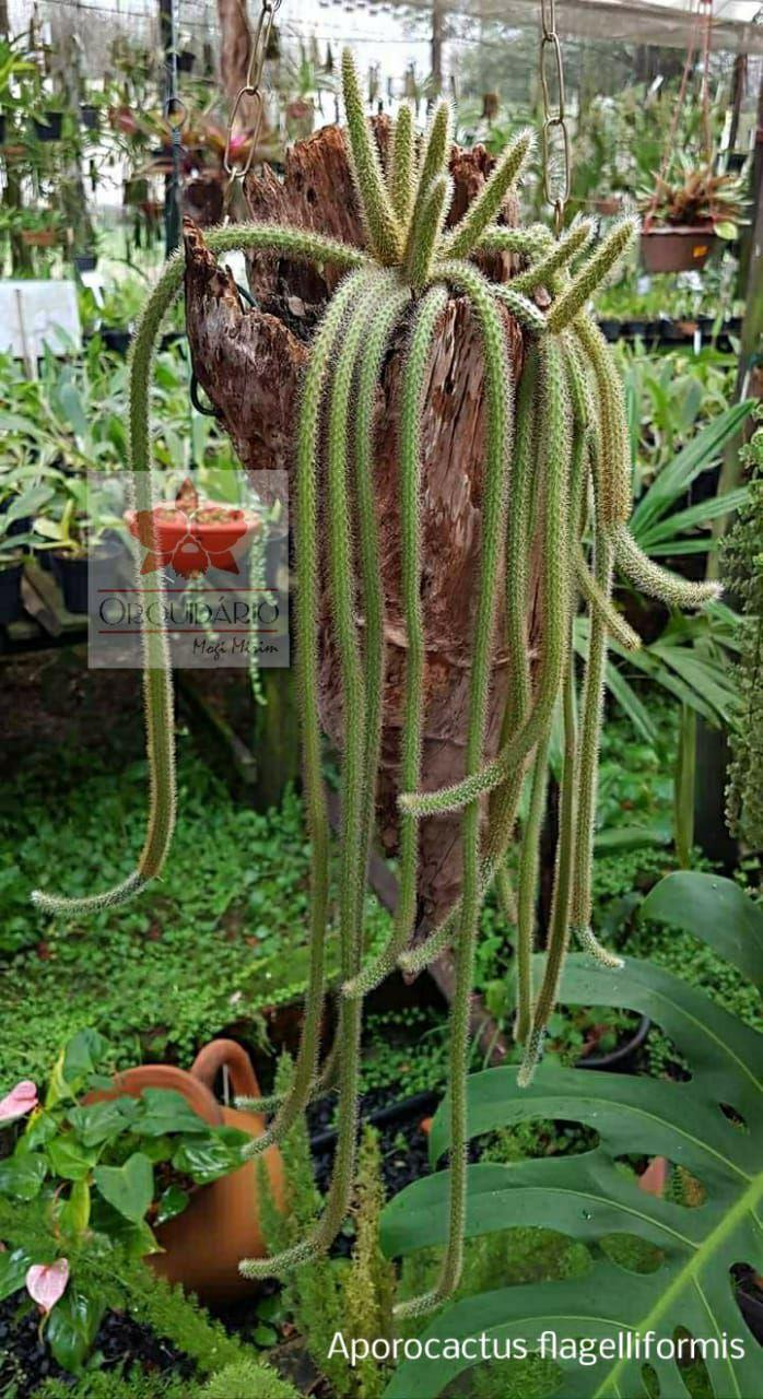 Cacto Rabo de Rato (Disocactus Flagelliformis) - Orquidário - Flor e Planta  Artificial - Magazine Luiza