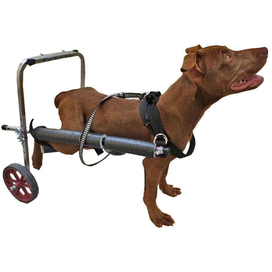 cachorro com cadeira de rodas
