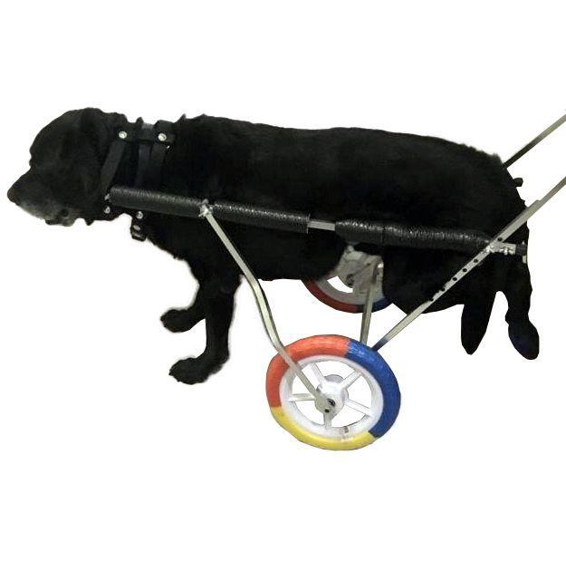 Ração de cachorro 50kg Clearance