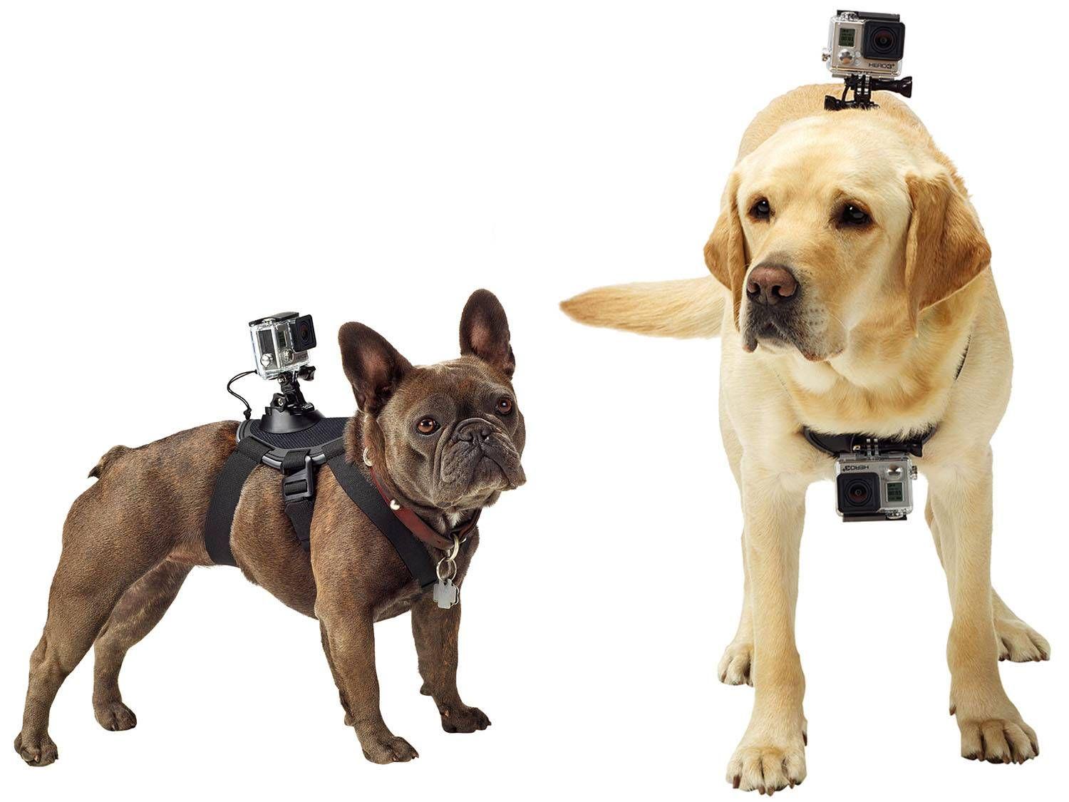 Cinturão Canino