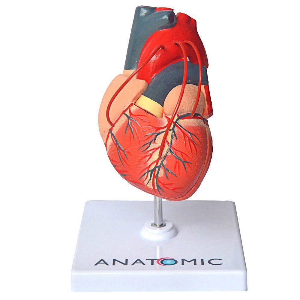 Coracao Humano Com Pontagem Coronaria Anatomic Modelos Anatomicos Magazine Luiza É responsável por bombear sangue para todas as partes do corpo por meio de uma rede de veias e artérias. coracao humano com pontagem coronaria anatomic
