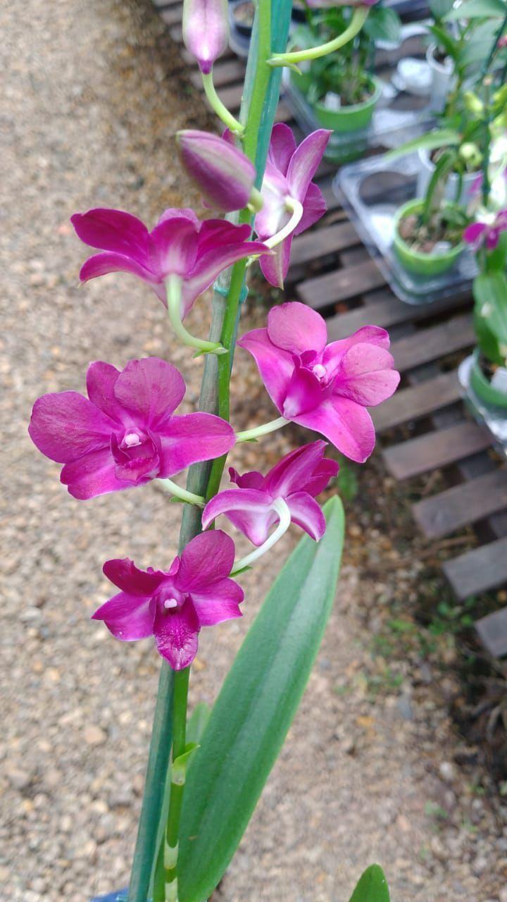 Dendrobium Red LFT (Denphal) - Orquidário - Planta e Flor Natural -  Magazine Luiza