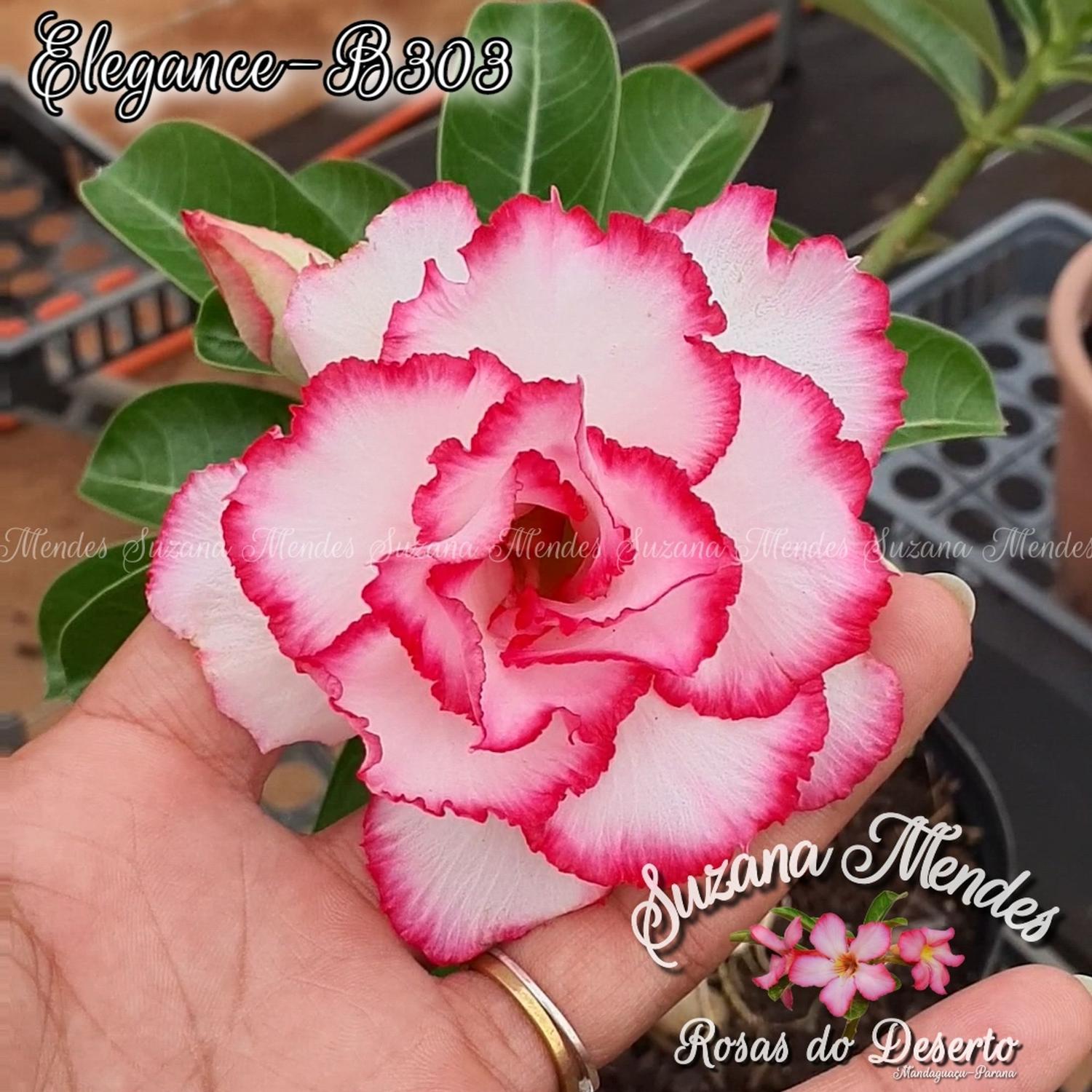 Elegance/B303 Rosa do Deserto - SUZANA MENDES ROSAS DO DESERTO - Planta e  Flor Natural - Magazine Luiza