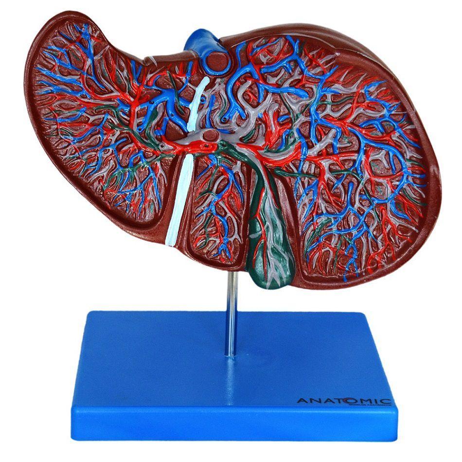 Figados Humanos Figado Humano Modelo Luxo, Anatomia ANATOMIC