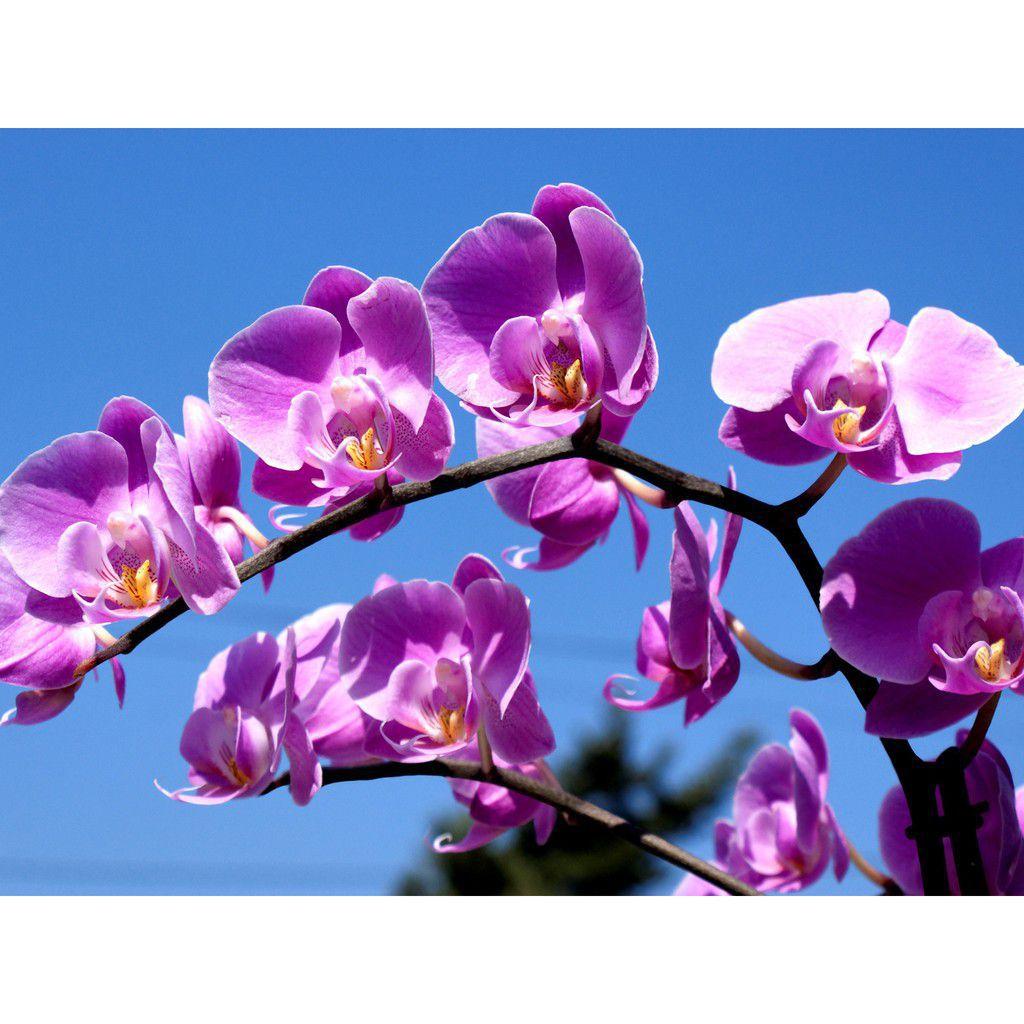 Flor Flores Orquídeas Papel De Arroz Para Bolos A4 - Mec Art - Papel de  Arroz - Magazine Luiza