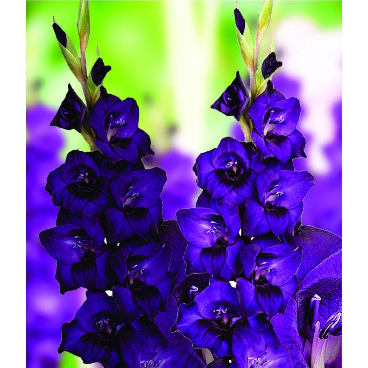 Gladíolos Purple Flora (Púrpura) - cartela com 6 bulbos - Boersen - Flor e  Planta Artificial - Magazine Luiza