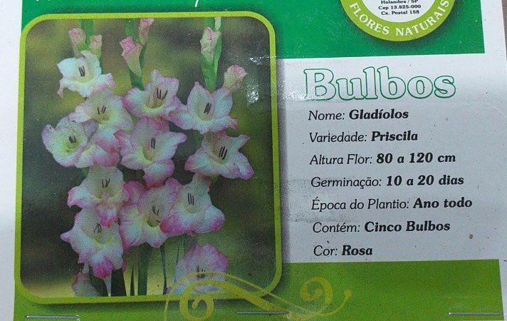 Gladíolos Rosa e Branco Priscila Palma Santa Rita - 5 Bulbos - Holambra -  Presépio - Magazine Luiza