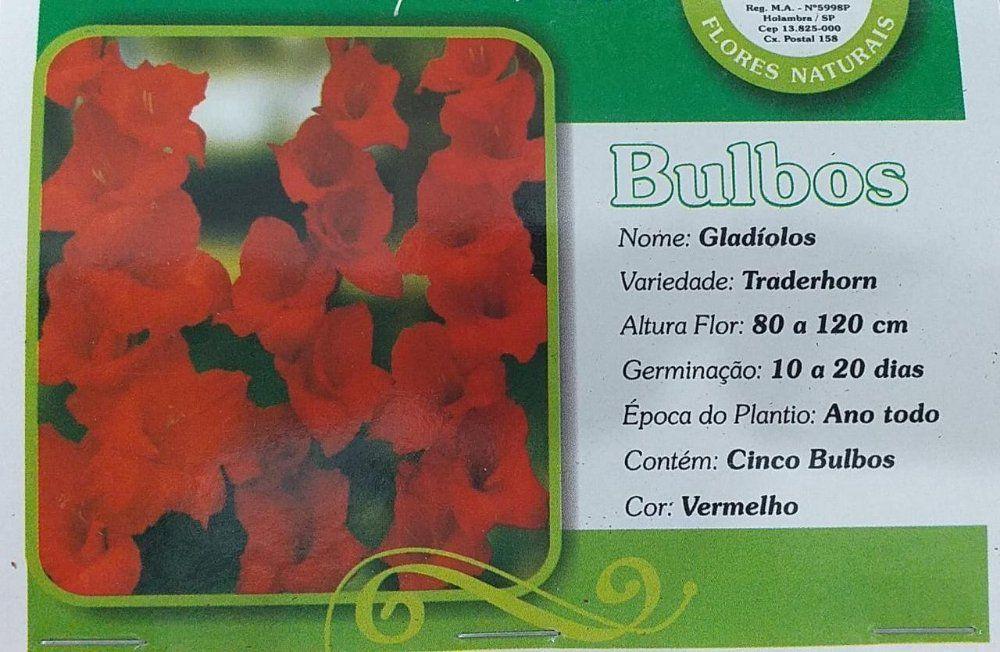 Gladíolos Vermelhos Traderhorn Palma Santa Rita - 5 Bulbos - Holambra -  Pingente - Magazine Luiza