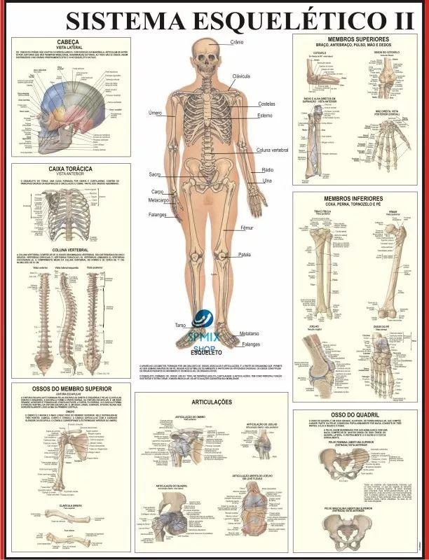 Mapa Do Corpo Humano Sistema Esqueleto Ii 120x90 Cm Spmix Mapas E Atlas Magazine Luiza