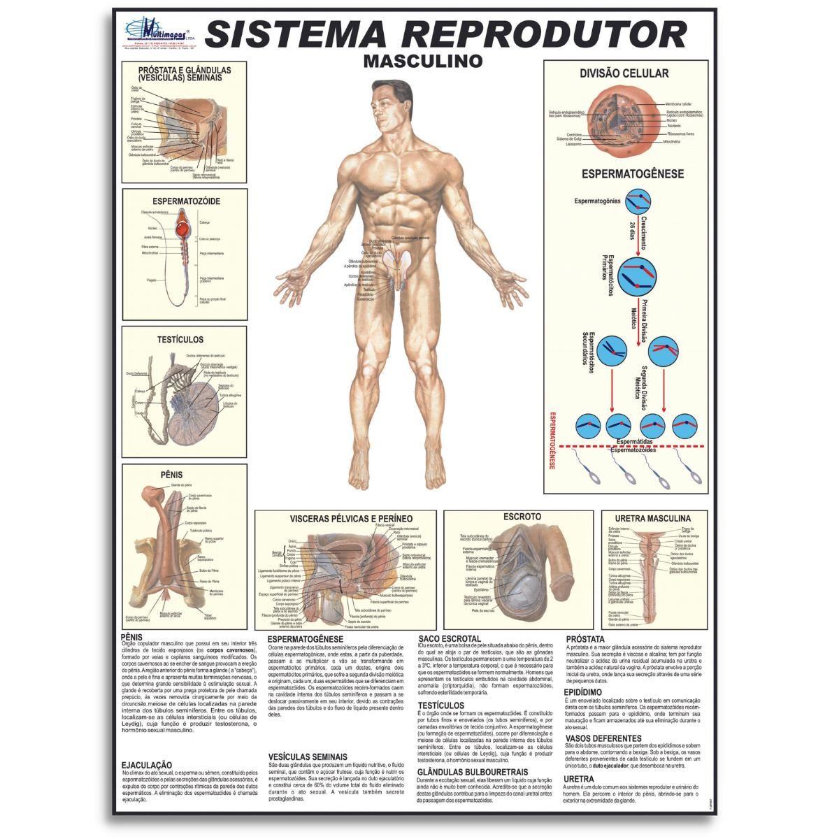 Orgaos Do Corpo Masculino Órgãos Do Sistema Reprodutor Masculino: