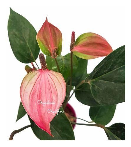 Mini Antúrio Planta Natural Adulta Flor Rosa E Verde - Orquiflora - Planta  e Flor Natural - Magazine Luiza
