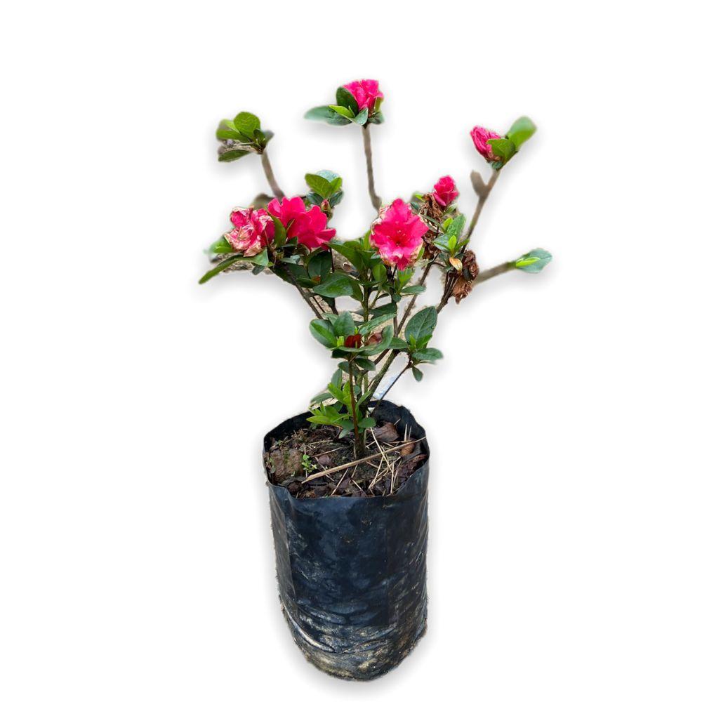 Mini azaléia pink - GardenB - Plantas Naturais - Magazine Luiza