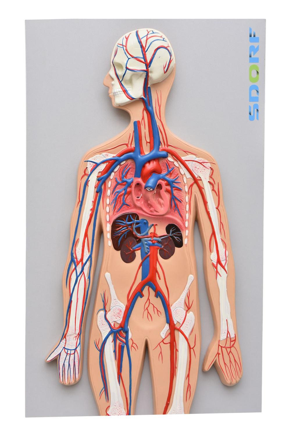 Modelo anatômico de sistema circulatório sanguíneo sd5067 - SDORF  SCIENTIFIC DO BRASIL - Modelos Anatômicos - Magazine Luiza