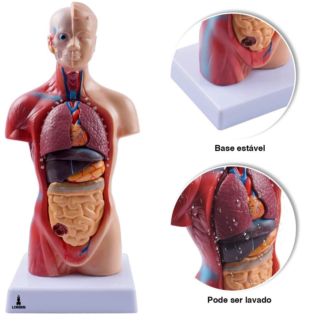 Modelo Anatômico Torso Humano Assexuado e Órgãos 26cm 15 Partes com Suporte  Lorben - Modelos Anatômicos - Magazine Luiza