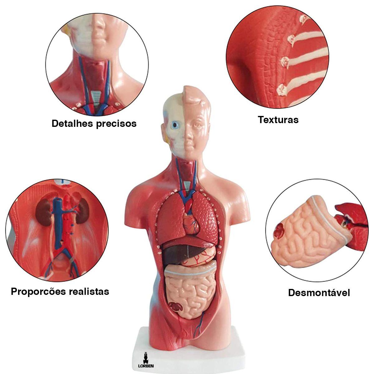 Modelo Anatômico Torso Humano Assexuado e Órgãos 26cm 15 Partes com Suporte  Lorben - Modelos Anatômicos - Magazine Luiza
