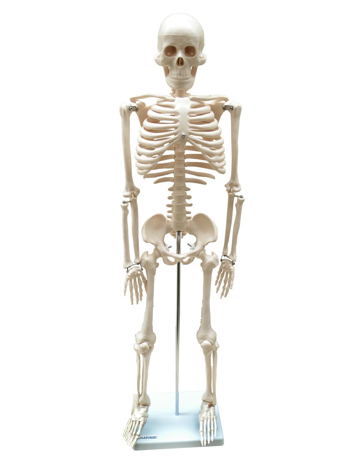 Modelo esqueleto anatomico 85 cm completo ideal para estudo - Modelos  Anatômicos - Magazine Luiza