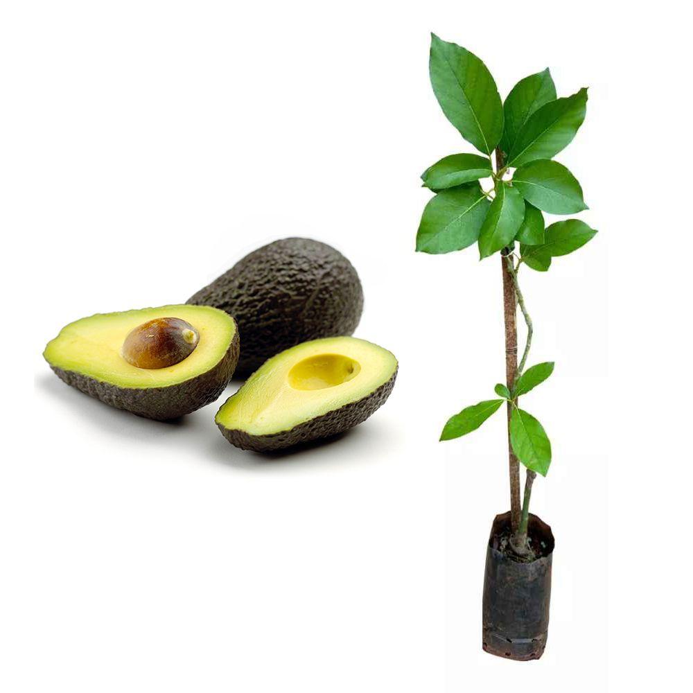 Imagem de Muda De Abacate Avocado - Feito Por Enxertia