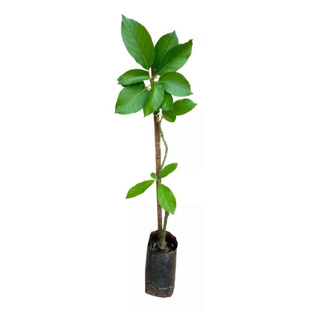 Imagem de Muda De Abacate Avocado - Feito Por Enxertia
