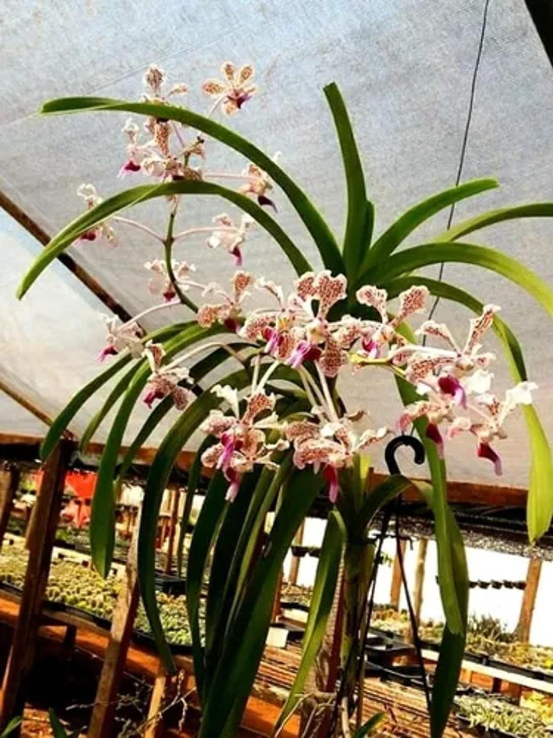 Muda de orquídea Vanda Tricolor - Plantas Naturais - Magazine Luiza