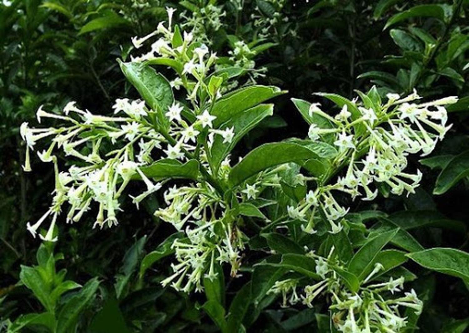 Dama-da-noite - Cestrum nocturnum 