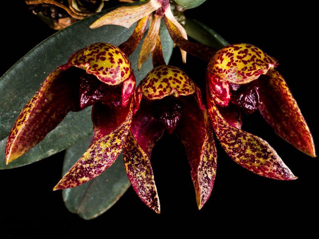 Orquídea Bulbophyllum Phalaenopsis X Frostii - cooperorchids - Planta e  Flor Natural - Magazine Luiza
