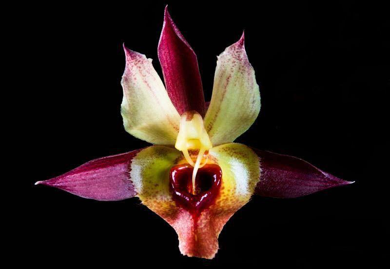 Orquídea Catasetum osculatum x spitizii - Cooperorchids - Plantas Naturais  - Magazine Luiza